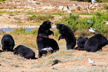 Lutte de deux ours noir du Tibet 