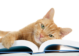 close up of one orange ginger tabby cat laying on a large book with one paw over the edge holding the pages, looking directly at viewer. Face on book.