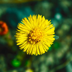 Blooming Coltsfoot flowers