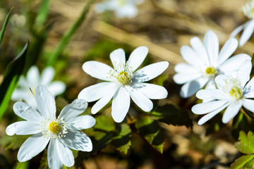 Blooming Rue Anemone close up.