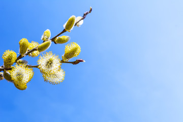 Fototapeta premium Branch of willow with fluffy bright yellow buds