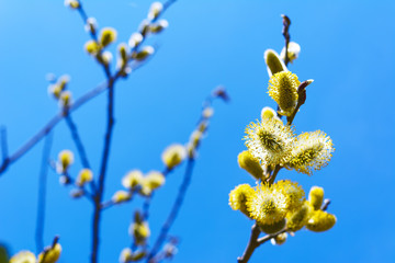 Fototapeta premium Fluffy sprig of blossomed willow