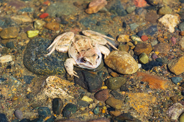 Wood frog sitting on stony bottom of river