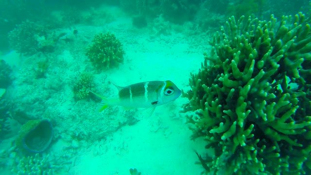 Ocean scenery on shallow coral reef. Underwater video of the ocean. Small fish swim erratically and hidden by algae. Colored corals and fish in the Maldives.