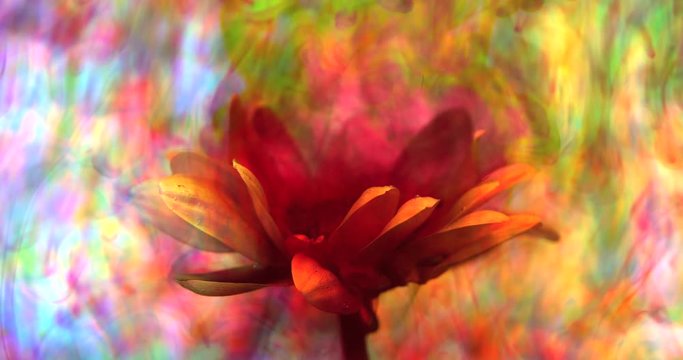 Unique flower background with amazingly vibrant colors