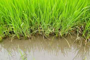 Obraz premium The rice farm in the country, Agricultural site in, Thailand