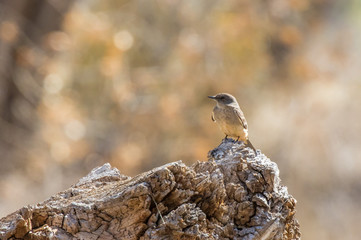Ash-throated flycatcher on log in central New Mexico