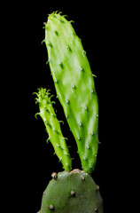 Close-up of cactus on black background