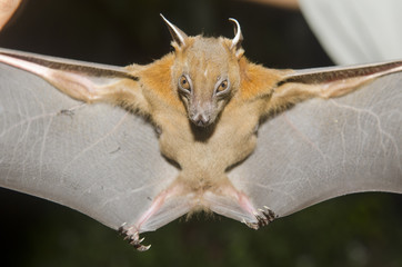 Bat in hand of researcher