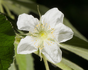 Beautiful flower pattern in spring garden