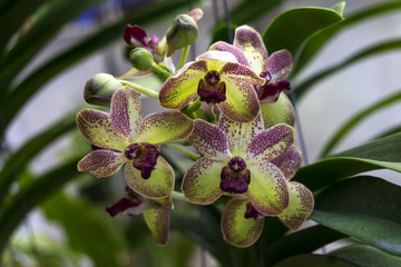 Closeup of beautiful pink and yellow orchids over green leafs