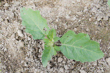 part of vegetable garden