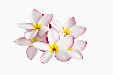 Fototapeta na wymiar (With clipping path) Isolated beautiful sweet white plumeria frangipani