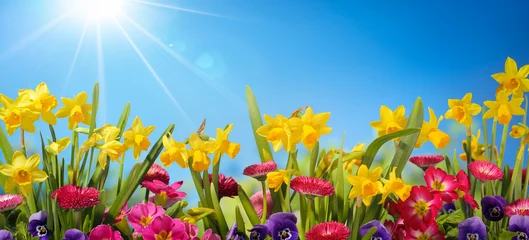 Abwaschbare Fototapete Narzisse Frühlingsblume