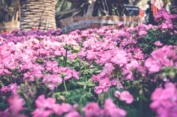 pink carnation flowers background
