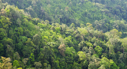 Forest seamless pattern - view from above.