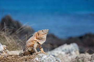 Mexican Spiny-Tailed Iguana - Ctenosaura Pectinata - sitting on a rock on a uninhabited island off the coast of Mexico