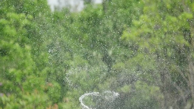 4k.water springer in garden. Springer watering the grass around