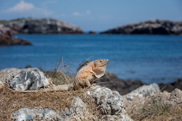 Mexican Spiny-Tailed Iguana - Ctenosaura Pectinata - sitting on a rock on a uninhabited island off the coast of Mexico