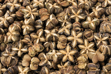 Inka Erdnuss Sacha Inchi