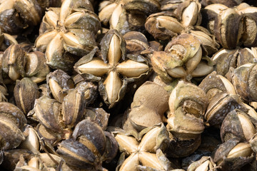 Inka Erdnuss Sacha Inchi