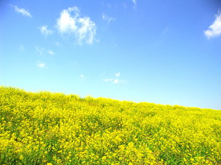 Obraz premium 菜の花咲く風景