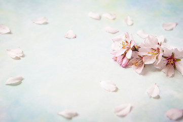 Obraz na płótnie Canvas beautiful spring flowers at pink background. copy space