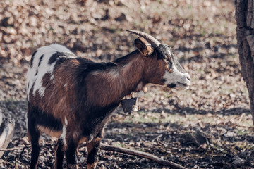 Domestic Goat with Authentic metal Bell Outdoors