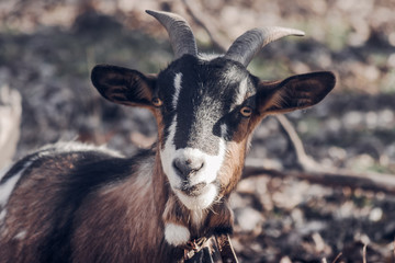 Domestic Goat Outdoors