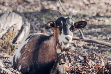 Domestic Goat with Authentic metal Bell Outdoors