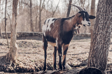 Domestic Goat with Authentic metal Bell Outdoors