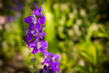 Fototapeta premium Flowers