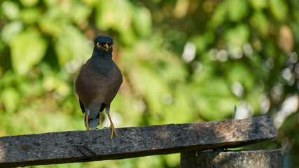 Bird sitting on crossbar