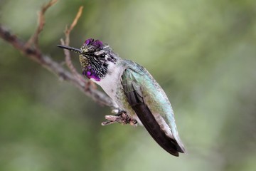 Male Costa's Hummingbird (Calypte costae)