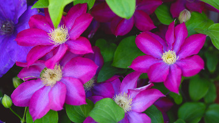 Obraz premium Clematis Flowers Pink Purple Blooming in Garden Flower bed