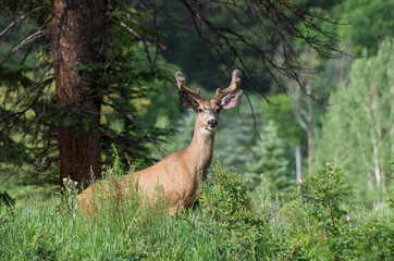 Mule Deer Buck