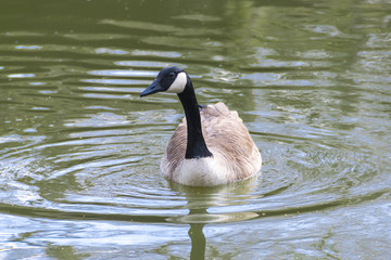 Canada Goose Swimming