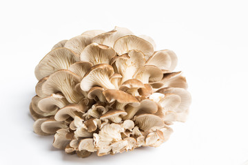 Oyster mushrooms on white