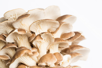 Oyster mushrooms on white