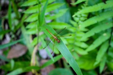 Gold Colour Dragonfly standing on the Green Grass Leaf in Meratus Borneo rain Forest, Tanah Bumbu South Kalimantan Indonesia