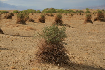 Devils Corn Field Death Valley California