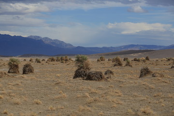 Devils Corn Field Death Valley California