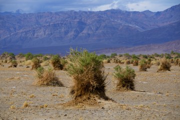 Devils Corn Field Death Valley California