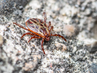 Infected Tick Insect Crawling