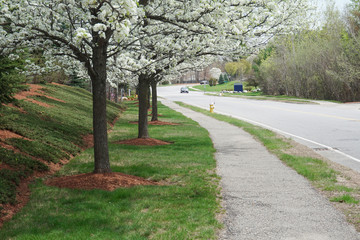 Fototapeta na wymiar spring flower blooming on the tree along the street