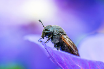Pollinating Wild Bee on Blue Flower Background