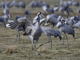 Common crane (Grus grus)