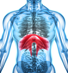 3D illustration of Diaphragm, medical concept.
