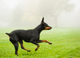 Miniature Pinscher dog running on foggy field