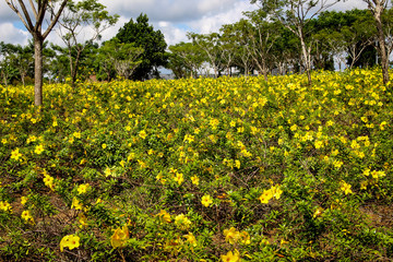 Yellow Tropical Flowers Blossom in the Garden, Batulicin Borneo South Kalimantan Indonesia